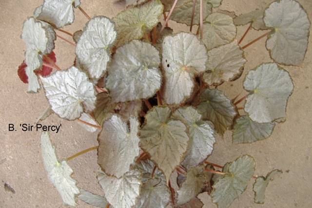 B. ‘Sir Percy’